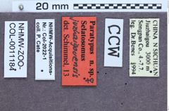 Etiketten zu Selatosomus juzhaigouensis (NHMW-ZOO-COL-0011184)